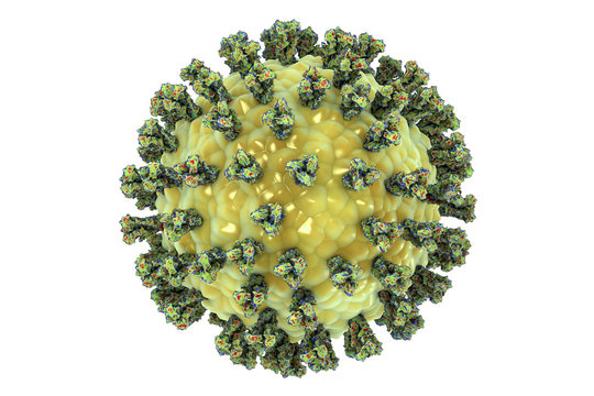 Parainfluenza virus isolated on white background, 3D illustration. Common cold virus. Paramyxovirus. Illustration shows structure of parainfluenza virus with surface glycoprotein spikes