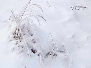Stems of the plants in the snow