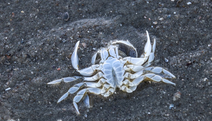 Krabbenskelett