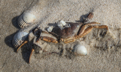 Tote Krabbe im Sand