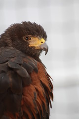 harris's hawk