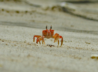 Strandkrebs in Costa Rica