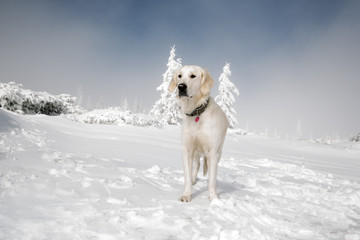 Golden retriever in winter mountains