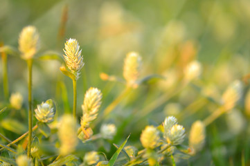 Vintage Tone of Glass Field in the Evening Light with Natural Bl