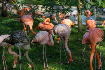 flamingos with ring on legs in zoo at evening