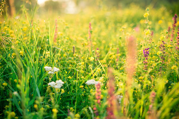 Beautiful rural landscape with sunrise over a meadow. Soft focus. The idea of the background of Mother's day, 8 March and World environment day
