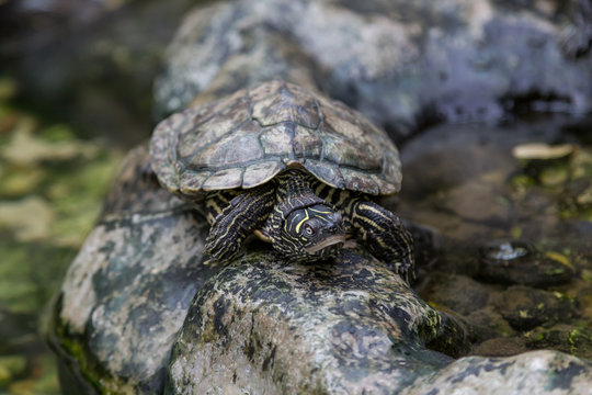 turtle on stone in terrerium