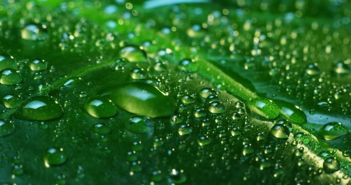 green forrest plant macro in rainy day