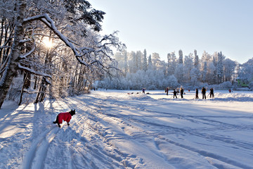 Naklejka premium Dog in red clothes looks at people playing hockey on a frozen po