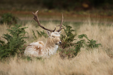 Fallow Deer, Deer, Dama dama