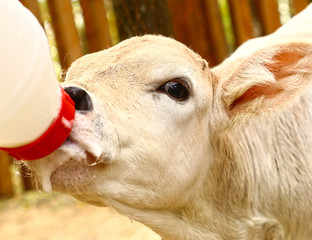 white calf drink milk from nipple bollte