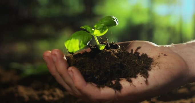 young farm hand seed mais into the earth in macro and slow motion