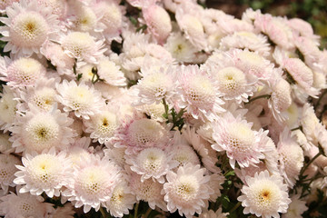 Цветение белых осенних хризантем.