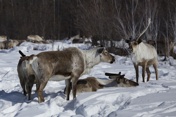 Reindeer at the spring snow. Moma Mountains. Yakutia. Russia.