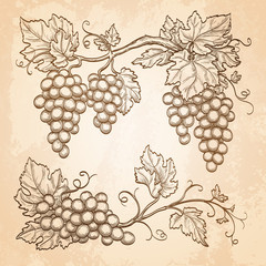 Grape branches on old paper background.