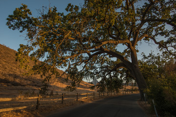 Giant Oak Tree Along A Country Road in Cheeseboro and Palo Comado Canyon, Agoura Hills