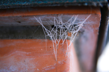 icy spider web