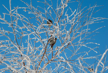 Two birds on the tree, Siberia