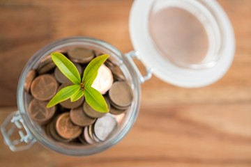 Plant growing out of coins jar