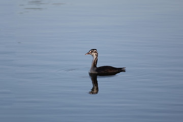 grèbe huppé juvénile