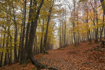 Autumn forest in the mountain