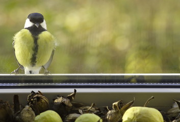 Great tit looking through the window at the flower seeds and apples. Parus major.