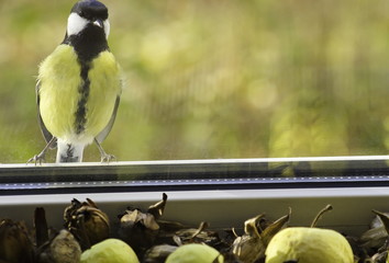 Great tit looking through the window at the flower seeds and apples. Parus major.