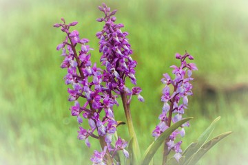  Orchis mascula