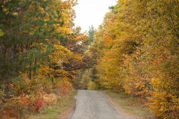 Autumn road