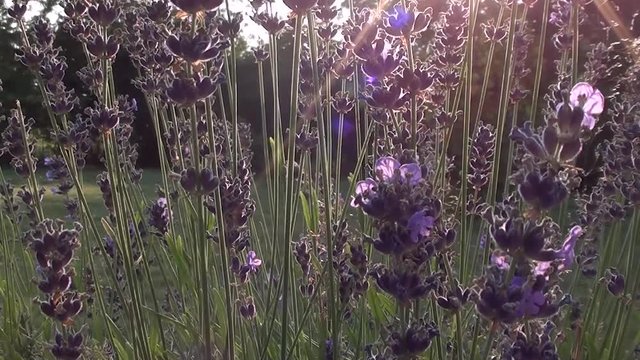 Lavender ( Lavandula angustifolia ) with bumlebee in evening backlight. Natural ambient sound.