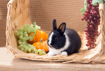 Black and white baby dwarf dutch rabbit next to the grapes and p