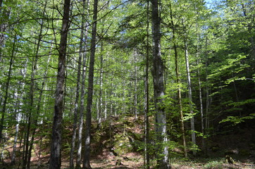 Wald Bäume Bad Aussee