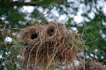 Cylindrical bird's nest