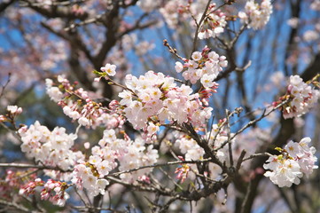 Obraz premium さくら