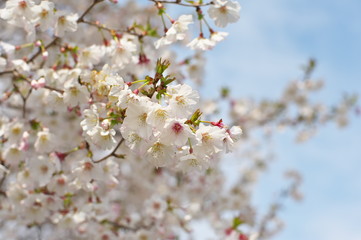 Obraz premium さくら