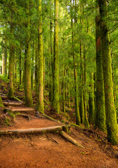Trail Through Lush Green Forest in Seven Cities, Azores, Portugal