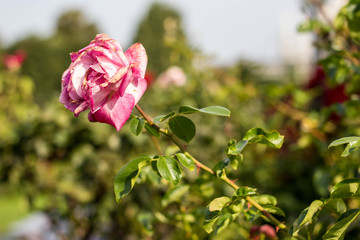 Withering rose in a green garden background
