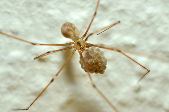 Zitterspinne mit Eiern