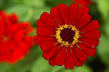 The blossoming gerbera jamesonii flowers closeup in garden 