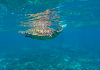 Fototapeta na wymiar Lovely sea turtle closeup.