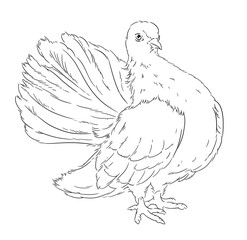 The dove of peace the white bird