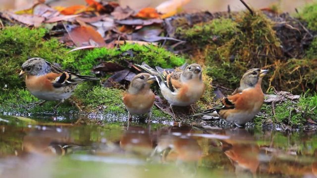 flock of rare birds drinking water