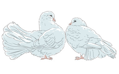 The dove of peace the white bird