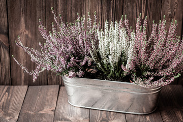 Heathers in a metal flowerpot on wooden boards  in retro style