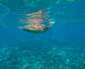 Fototapeta na wymiar Green turtle swimming in sea.