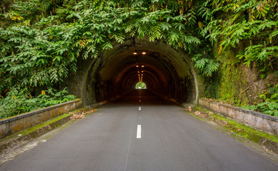 Fototapeta na wymiar Green Tunnel in Sao Miguel, Azores