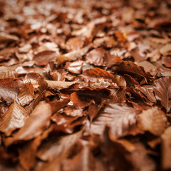 Colourful autumn leaves.