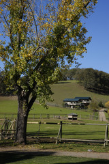 tree n house
