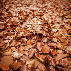 Colourful autumn leaves.