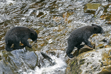 black bear cubs © danheller